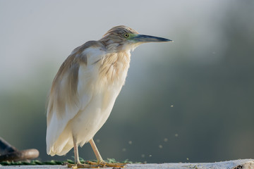 Squacco Heron bird