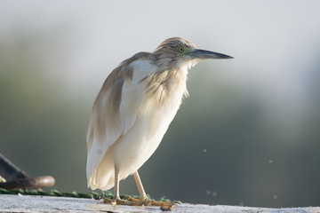 Squacco Heron bird