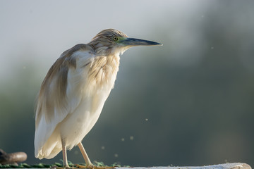 Squacco Heron bird