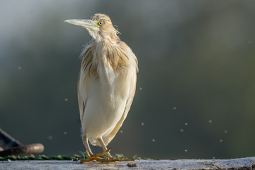 Squacco Heron bird