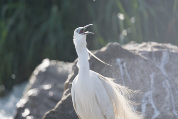 Little Egret bird
