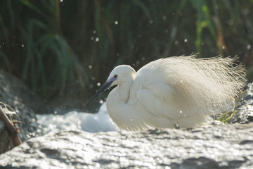 Little Egret bird