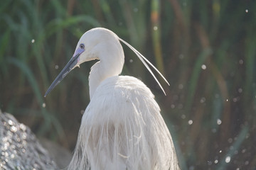 Fototapeta premium Little Egret bird