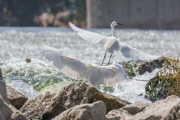Little Egret bird