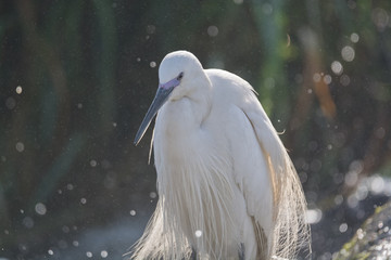 Little Egret bird