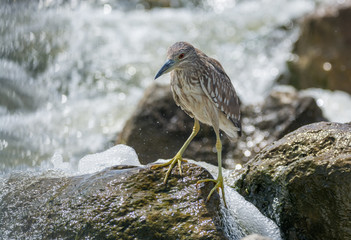 Black Crowned Night Heron