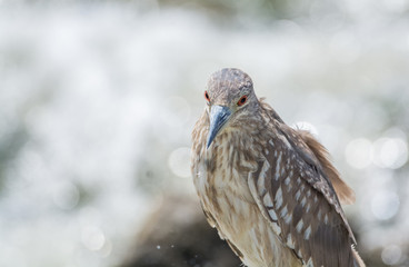 Black Crowned Night Heron