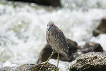 Black Crowned Night Heron