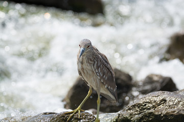 Black Crowned Night Heron