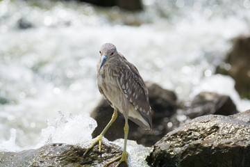 Black Crowned Night Heron