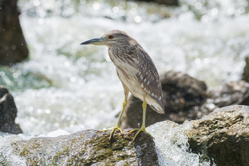 Black Crowned Night Heron