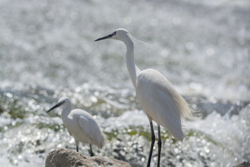 Little Egret bird