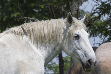 horse in the farm