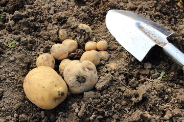 じゃがいもの収穫