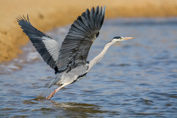 Grey Heron