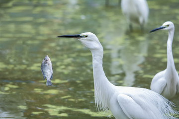 Little Egret bird