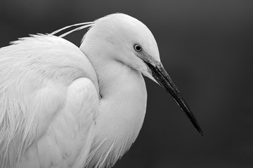 Little Egret bird