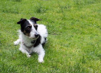 Jack Russell cross dog lying down on grass looking away.