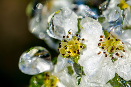 Pear tree blossoms covered in ice after a failed attempt to save them from frost with a sprinkler set up overnight.