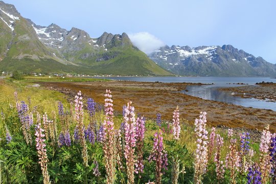Lofoten landscape in Norway © Tupungato