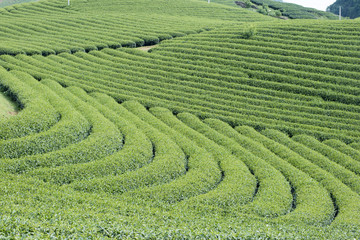 Tea plantation in Vietnam