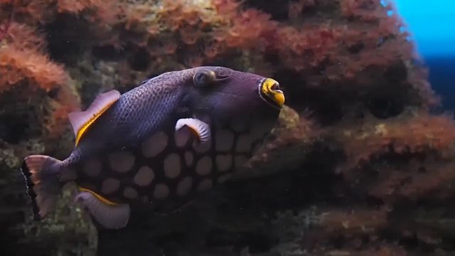 Beautiful fish swim in an aquarium