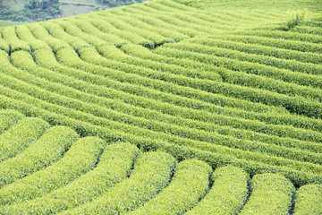 Tea plantation in Vietnam