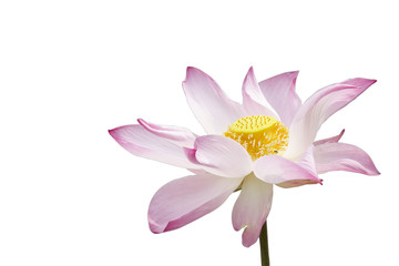 Lotus flower isolate on white background with clipping path