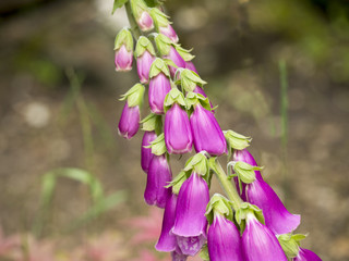 Fox Glove © Pefkos