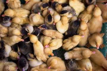 Ducklings at a market in Vietnam