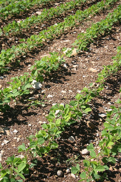 campo di soia in estate illuminato dal sole