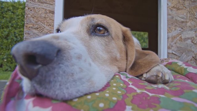 A handheld shot of a cute resting Beagle in his doghouse in the garden on a nice summer day.
