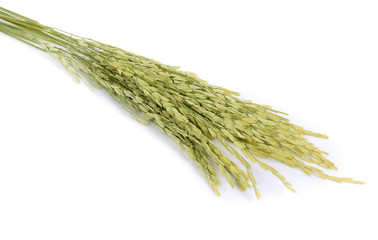 rice seed, spike, Jasmine rice on white background