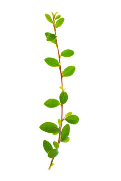Branch with green leaves isolated on white background