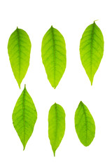 Green spring leaves isolated on white background