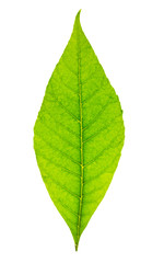 Green spring leaves isolated on white background