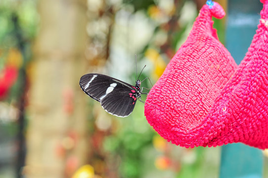 Cattle Heart Butterfly