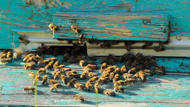 swarm of bees at the entrance to the hive