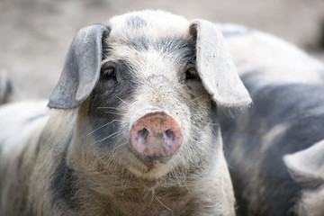 Schweinerei