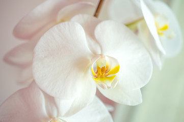 Fototapeta na wymiar White spring orchid flower in a flowerpot close-up