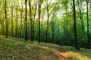 Fototapeta na wymiar Sunlight in the green forest.