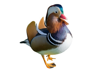 Beautiful male duck