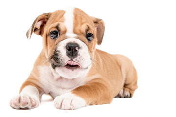 Cute puppy of English Bulldog