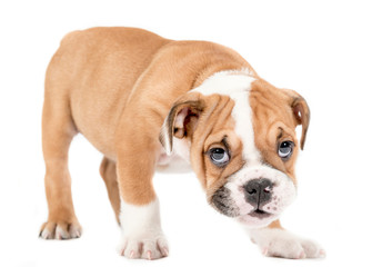 English bulldog puppy