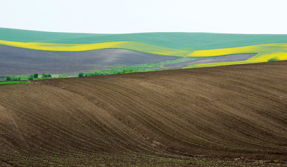 Obraz premium Agricultural fields sown with colza, sunflower and wheat young. 