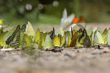 butterflies flock sucking food on wet floor. Movement of Butterf