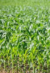 Obraz premium Close-up on green Corn field