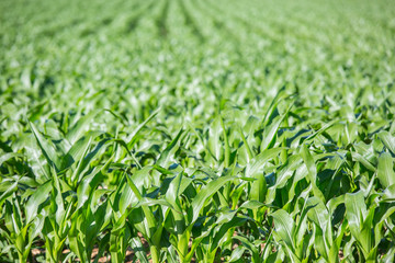 Fototapeta premium Close-up on green Corn field