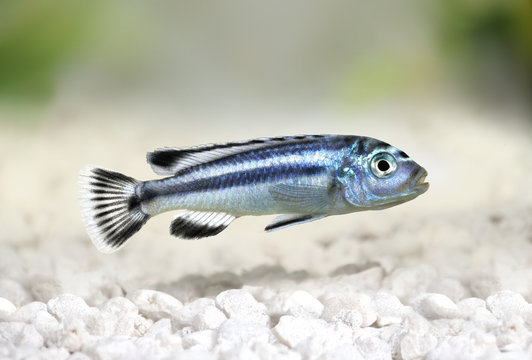 bluegray mbuna malawi cichlid Melanochromis johannii aquarium fish johanni 
