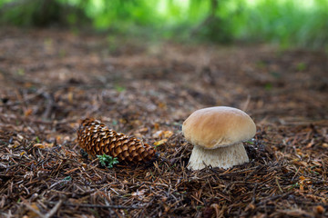 Edible mushrooms Boletus edulis